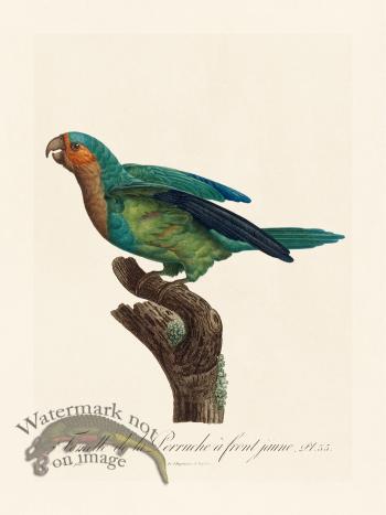 Barraband Parrot 035